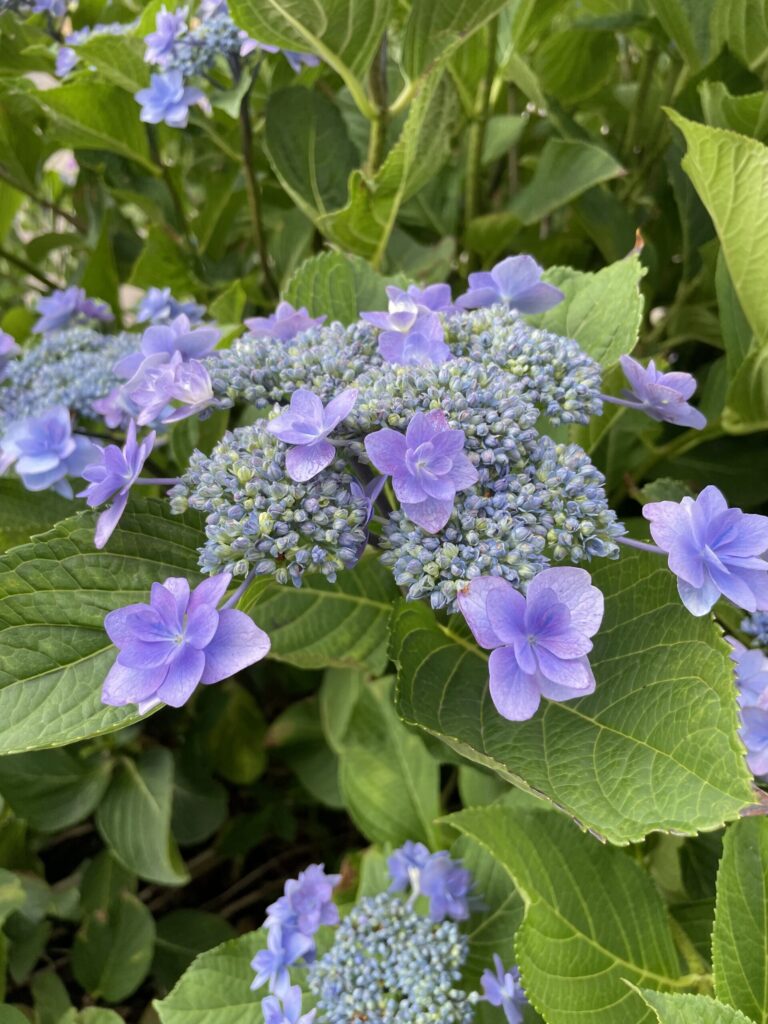 緑の葉を背景に咲く、中央のつぼみのような花と周りの大きな花びらが特徴的な薄紫色のガクアジサイ