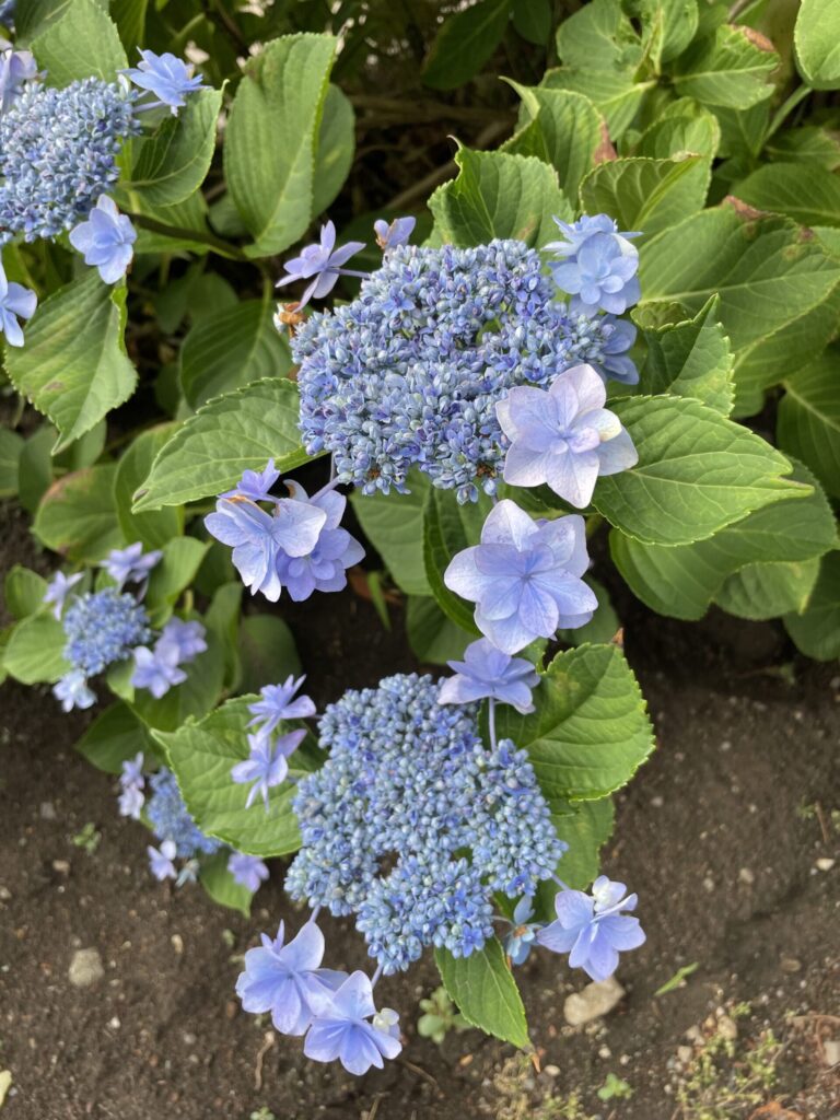 中心の小さな花と周囲の装飾花が特徴的な、淡い青紫色のガクアジサイのクローズアップ