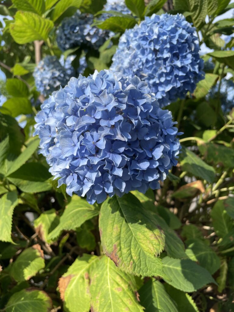 鮮やかな青色のアジサイの花が密集して咲き、緑の葉が周囲を飾る様子