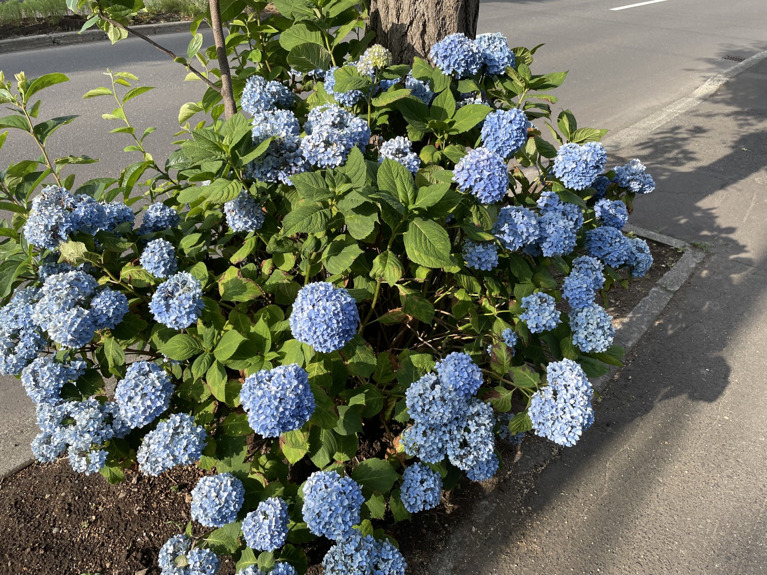 街路樹の根元に、青い紫陽花の花がたくさん咲いている。晴れた日の道端の風景。